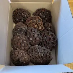 ハスの実　ドライフラワー　10個