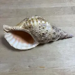 貝殻　ホラ貝　約29.5cm