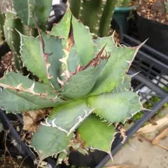 多肉植物アガベ 氷山 小株 3株同梱 - メルカリ