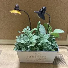 豆電球ガーデンピック6☆多肉植物☆サボテン☆リメ缶☆観葉植物
