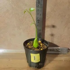 ピレナカンサ　マルビフォリア　49-80 残り1点 ピレナカンサ マルビフォリア | mana's green:塊根植物販売|マナ