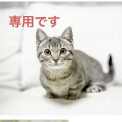 【中宝鑑付】PT850 ダイヤモンドネックレス 2カラット