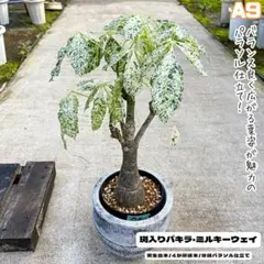 実生パキラミルキーウェイA13/二カ所接木/枝分岐パラソル仕立て/無機質用土 実生パキラミルキーウェイA13/二カ所接木/枝分岐パラソル仕立て