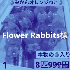 1 みかんオレンジねこ　ドライフルーツ　ドライフラワーか