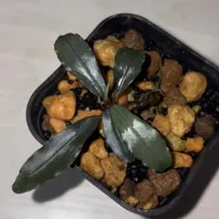 【KN便】 Bucephalandra sp. Aurora 【本物】 キボーデコ on X: 