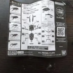 ⭐︎おソース祭さま専用⭐︎ チリ南部産のコガシラクワガタ③【標本】 ゆるゆる昆虫標本紹介】顎と目が4つある海外の奇怪なクワガタが