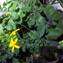 オトンナ トリプリネルビアの種