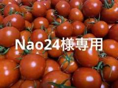ミディトマト2kg(越のルビー)
