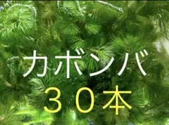 無農薬カボンバ30本
