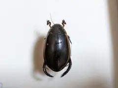 ヒメフチトリゲンゴロウ 昆虫標本
