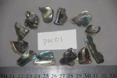 ★PW01★ニュージーランド パウア貝シェルチップ　小12個