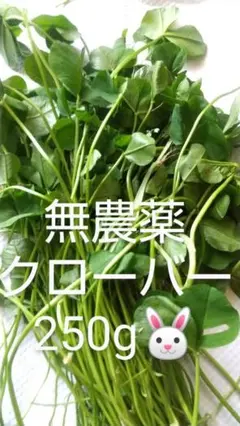 Item thumbnail for item 09cae8ce-86fe-4f8e-b070-8cabd5908ff3