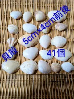 貝殻 41個セット 5cm x 4cm