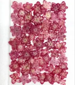 押し花素材、赤花処理した紫陽花ひな祭りルナ。2。