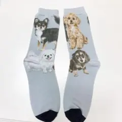 【オリジナル】小型犬　チームB ソックス靴下