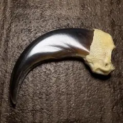 ヒグマの爪 熊 剥製 標本