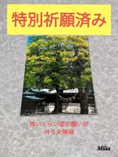 ❤開運 飾るだけで怖いくらい恋の願いが叶う夫婦楠のお写真 お守り神社❤