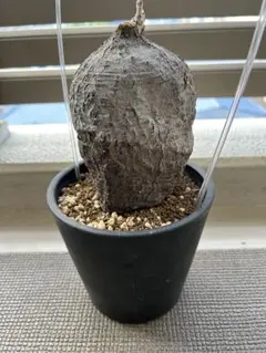 キフォステンマ モンタグナッキー③ 鉢ごと plants240711f63-247x296.jpg