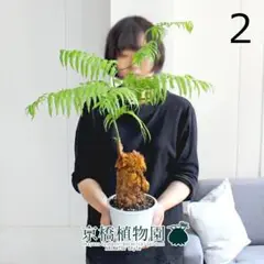 【現品】金毛狗（キンモウコウ）　3号　白角鉢　（2） 現品】金毛狗（キンモウコウ） 3号 白角鉢 （2） - メルカリ