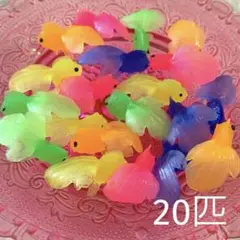金魚すくい 金魚のみ20匹 即購入OK