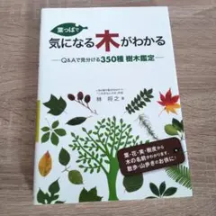 【美品】葉っぱで気になる木がわかる　林将之