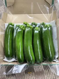 朝採れ 宮崎県産 訳ありズッキーニ