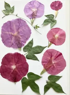 朝顔の押し花E