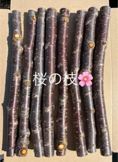農薬不使用、桜の木、枝、かじり木、ハンドメイド、自然栽培