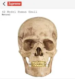 Supreme 4D Model Human Skull シュプリーム ガイコツ 4D Model Human Skull – Supreme