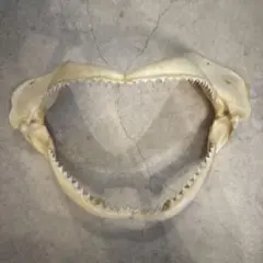 サメの顎骨 壁飾り