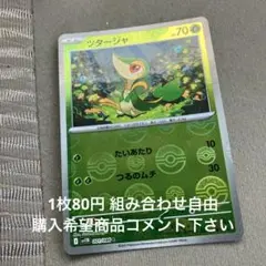 ツタージャ　モンボレア　在庫1