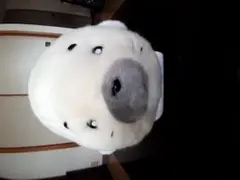 少年アシベ　ゴマちゃん　55cmくらい