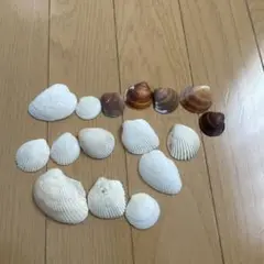 沖縄貝殻