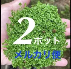キューバパールグラス2ポット‼️メルカリ便‼️