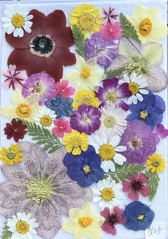 押し花花材〜No.5アネモネ、ノースポール、色々セット
