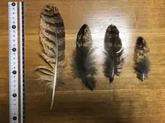 ワシミミズクの羽根？　23枚　最終セット 2025年最新】ワシミミズク 羽の人気アイテム - メルカリ