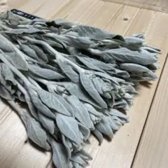 ラムズイヤー 30cm以上 15本 ②