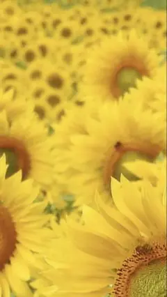 専用ページ