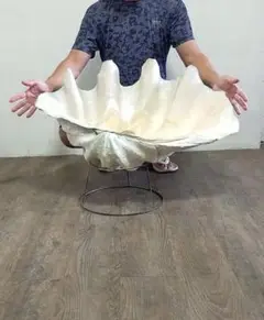 特大 天然オオシャコガイ 約78cm約30kg