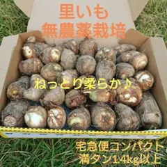 里芋 さといも 無農薬 1.4kg以上 宅急便コンパクト満タン