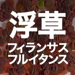 フィランサスフルイタンス