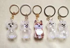 【早い者勝ち】犬の毛収納ボトル カプセル コンプリート5種類！！