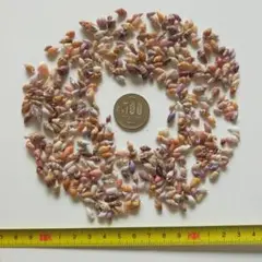 微小巻貝　約30グラム
