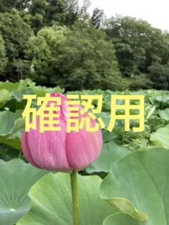 確認用です