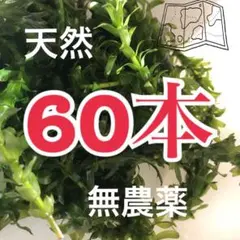 越冬♪ 天然 アナカリス 60本 無農薬