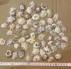 カサ貝　貝殻
