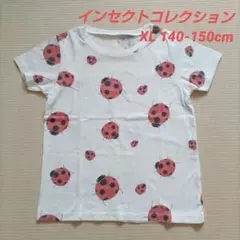 インセクトコレクション テントウムシ Tシャツ XL 140-150cm