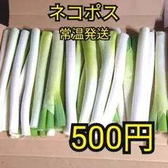 ✳️ワンコイン✳️白ネギ ネコポス