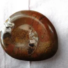 アンモナイト。貴重品です。