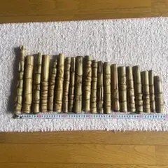 布袋竹ーー15
